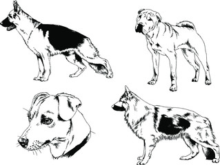 vector drawings sketches pedigree dogs in the racks drawn in ink by hand , objects with no background