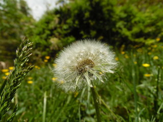 Dandelion