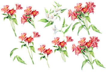 Set of Watercolor Flowers Alstroemeria, isolated on white background. Floral artistic collection.