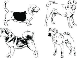 vector drawings sketches pedigree dogs in the racks drawn in ink by hand , objects with no background