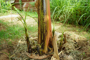 The top of the bananas plant grows on fertile soil around the mother tree.