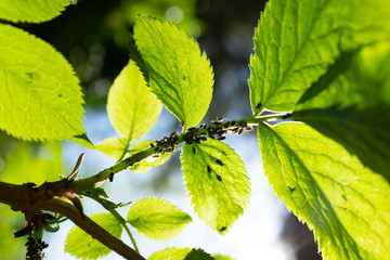 green leaves on a branch with a colony of aphids
