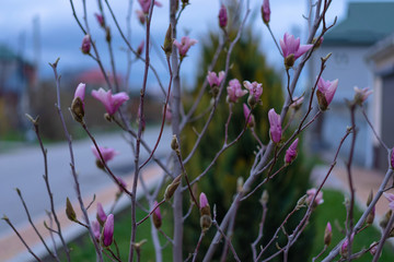 Rose John Davis in the spring