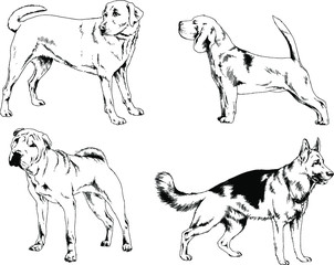 vector drawings sketches pedigree dogs in the racks drawn in ink by hand , objects with no background