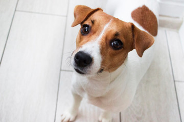 Charming pet Jack Russell Terrier on the floor at home. Portrait of a small dog. Looks up