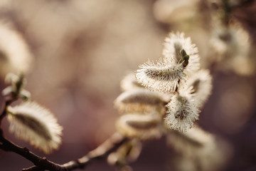 Willow Catkin in the sun