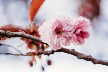 Pink Cherry blossom