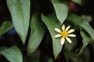 Weed between the leaves