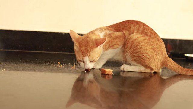 red and white cat eats from a floor of rusk food
