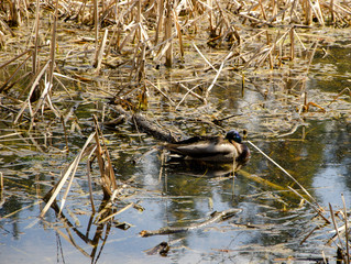 Drake on the water rests