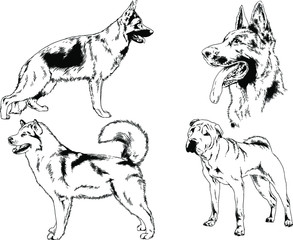 vector drawings sketches pedigree dogs in the racks drawn in ink by hand , objects with no background