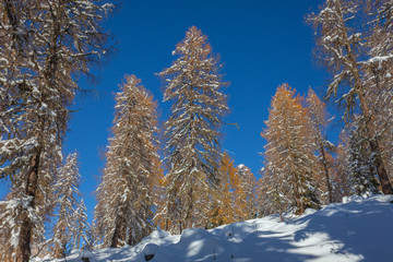 Larch trees after a snowfall, Selva di Cadore, Dolomites, Italy