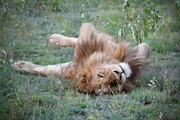 Lion king lying on the grass with strange pose © Sandy