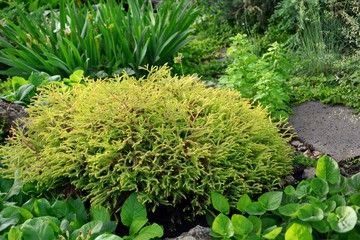 Lush yellow thuja Golden Tuffet in the garden in summer close up
