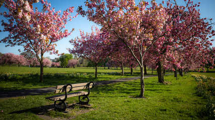 Obraz na płótnie Canvas Park Bench and Cherry Blosson Trees