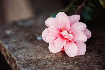 Fototapeta na wymiar Pink Camellia Sasanqua on concrete