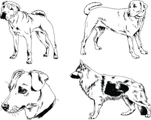 vector drawings sketches pedigree dogs in the racks drawn in ink by hand , objects with no background