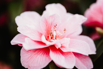 Pink Camellia Sasanqua Macro