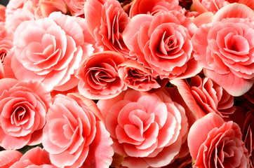 Flower background, pink begonias,