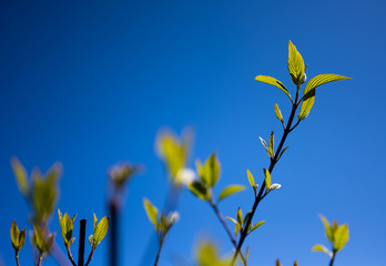 Obraz premium Backlit Newborn Leaves on Branch with Blue Sky in the Background