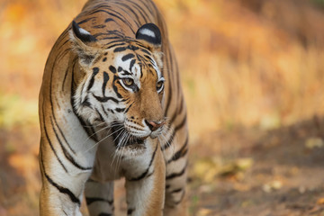 Tiger female walking in the forest of Kanha National Park in India