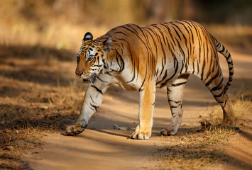 Fototapeta premium Tiger female walking in the forest of Kanha National Park in India