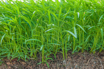 Convolvulaceae, Ipomoea aquatica Forsk, Chinese morning glory 