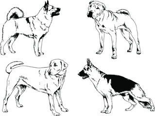 vector drawings sketches pedigree dogs in the racks drawn in ink by hand , objects with no background