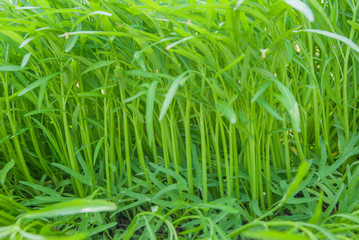 Convolvulaceae, Ipomoea aquatica Forsk, Chinese morning glory 