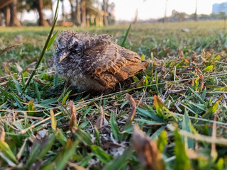 bird in the grass