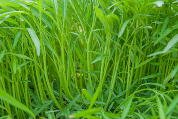 Obraz premium Convolvulaceae, Ipomoea aquatica Forsk, Chinese morning glory 