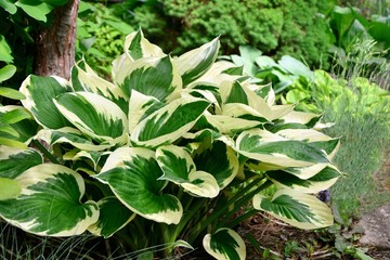 Luxury hosta with green and white leaves in the garden close-up
