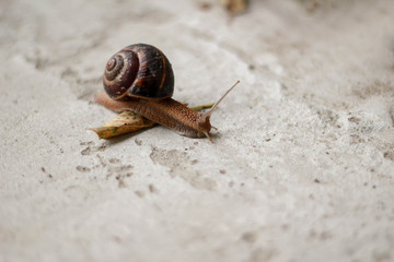 Snail crawling on the ground