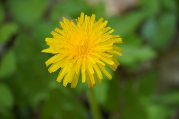 Dandelion in forest 