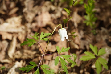 Spring flowers 