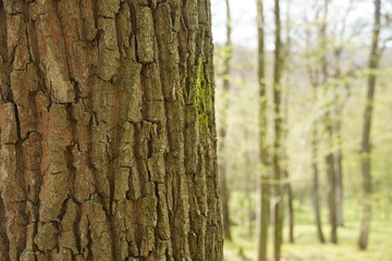 Beautiful forest in Spring 2020