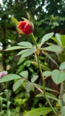 red rose in the garden