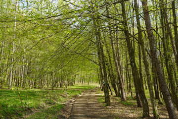Fototapeta premium Beautiful forest in Spring 2020