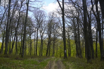 Beautiful forest in Spring 2020