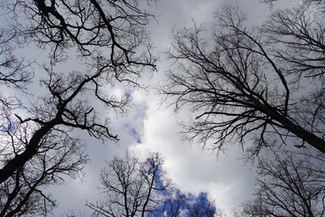 Beautiful forest in Spring 2020