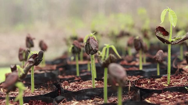 Cocoa seedlings in nursery bags in the nursery