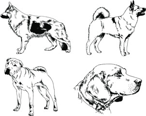 vector drawings sketches pedigree dogs in the racks drawn in ink by hand , objects with no background