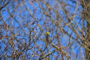 Flock of  pine siskin sitting and eating fruits and seeds on the tree 