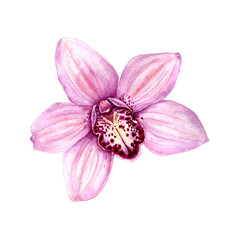 Fototapeta na wymiar Watercolor illustration Tropical Orchid
