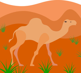 Illustration of a camel in the desert. Landscape with grass. Warm colour. Mountains, sand.