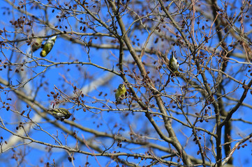 Flock of  pine siskin sitting and eating fruits and seeds on the tree 