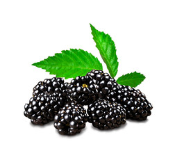 Isolated blackberries with a leaf on a white background