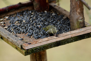 Portrait of pine siskin watching and eating on the feeder rack with sunflowers in winter 