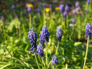 Purple muscari flowers with soft sun light during spring in Metz