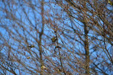 Flock of  pine siskin sitting and eating fruits and seeds on the tree 